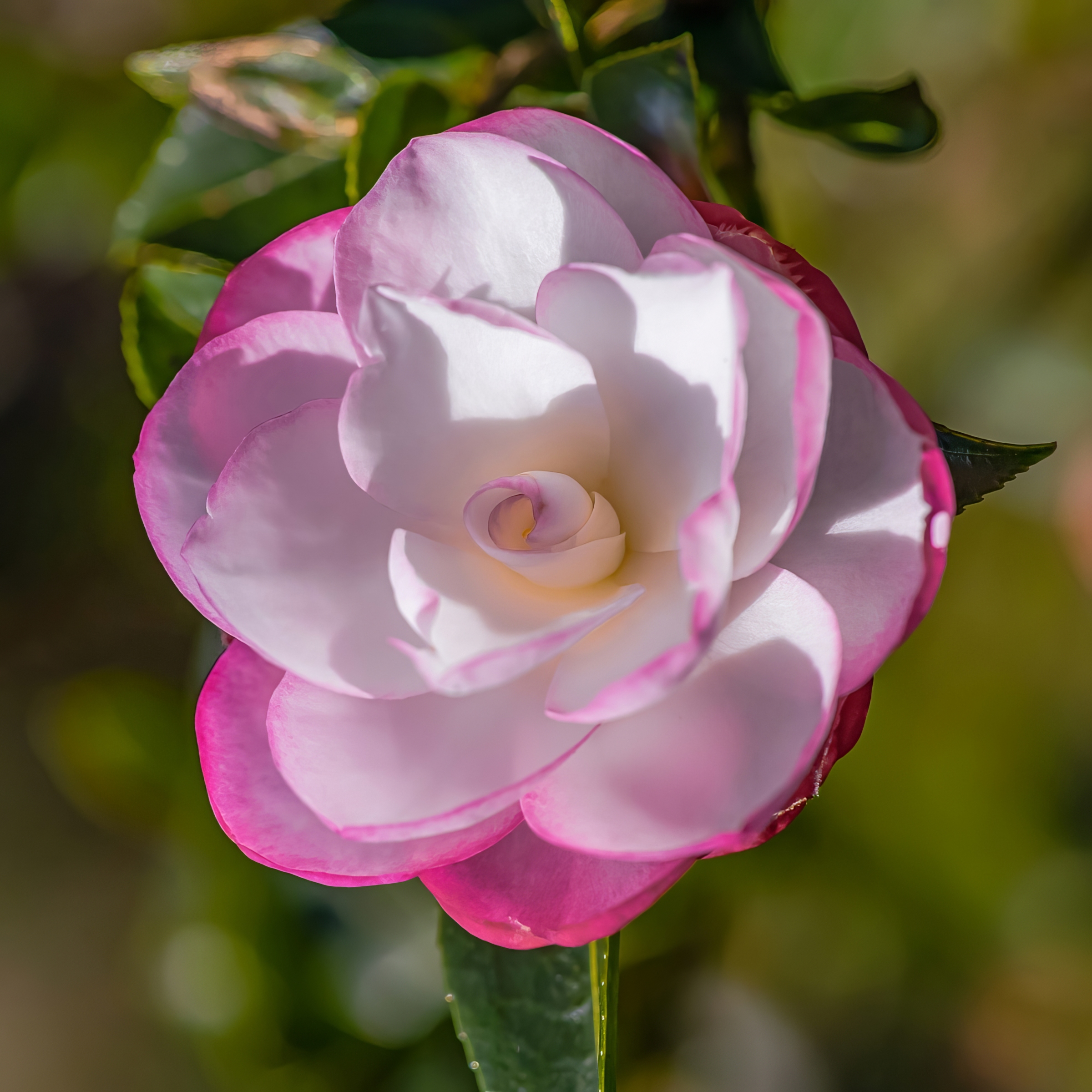 National Plant Network 3 gal. Camellia Leslie Ann Shrub with White and Pink Flowers