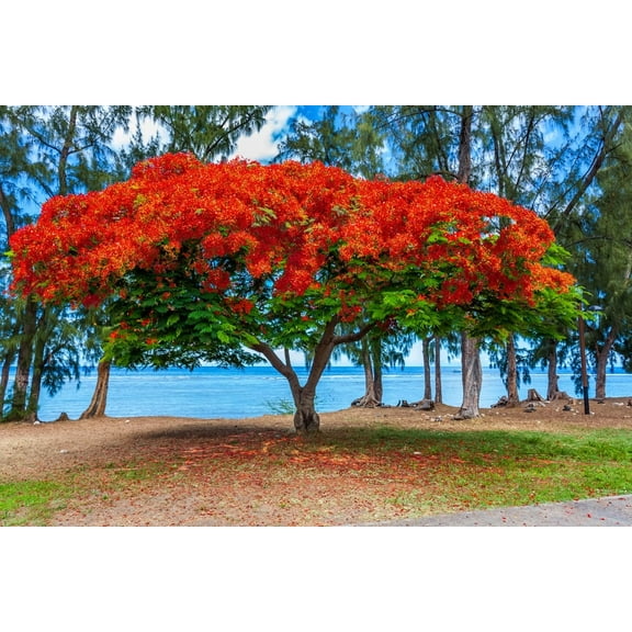 20 Seeds Delonix regia - Royal Poinciana Flamboyant Flame Tree Gulmohar