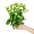 thumbnail image 4 of Kalanchoe blossfeldiana 'Calandiva White' (4.5" Minimalist Pot) - Houseplant Decoration, 4 of 4