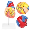 thumbnail image 1 of Parts Heart Model1:1 Anatomical Human Life Medical Heart Model Anatomical Heart Model Superior Craftsmanship, 1 of 5