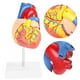 thumbnail image 4 of Modelo de corazón de piezas, modelo de corazón médico de vida humana anatómica 1: 1 Modelo de corazón anatómico Artesanía superior Jadeshay A, 4 of 8