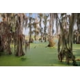 thumbnail image 2 of Jones, Adam 14x11 Black Ornate Wood Framed with Double Matting Museum Art Print Titled - Cypress trees draped in Spanish moss-Circle B Ranch-Polk County-Florida, 2 of 4