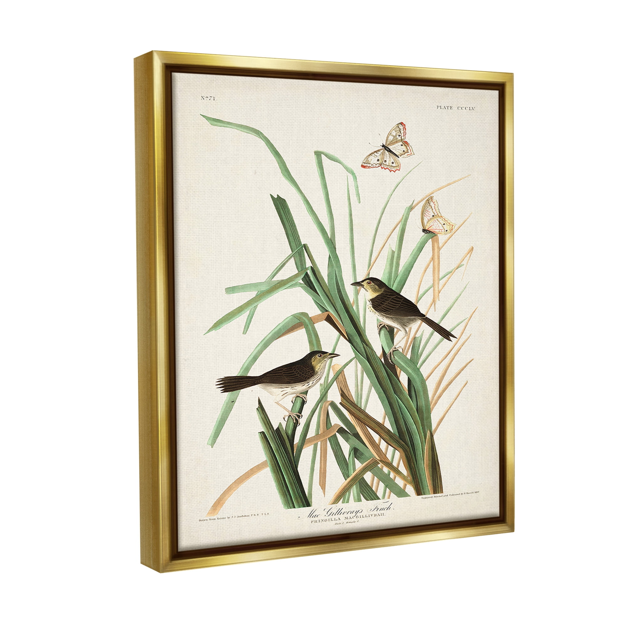 Stupell Industries Traditional Nature Study Animals & Insects Painting Gold Floater Framed Canvas Art Print Wall Art, 17 x 21