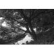 thumbnail image 3 of Filtro infrarrojo Hoya R-72 77mm para cámaras digitales, 3 of 4