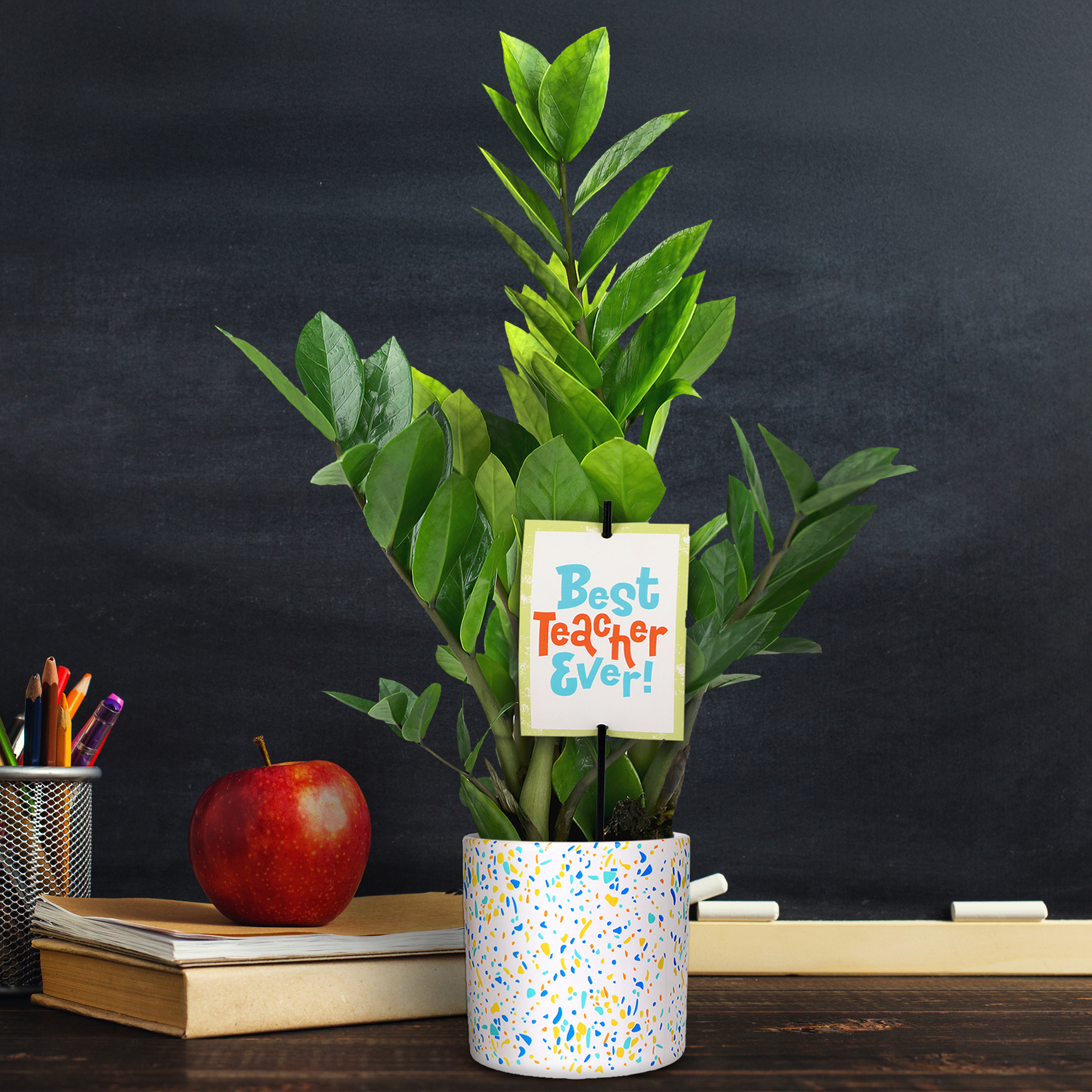 5" ZZ Plant in Terrazzo Blue Planter – Best Teacher Ever