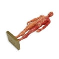 thumbnail image 4 of Human Musculoskeletal Anatomy Model, 30cm Resin Male Musculoskeletal Structure Sculpture Body Model Anatomical Model, 4 of 8