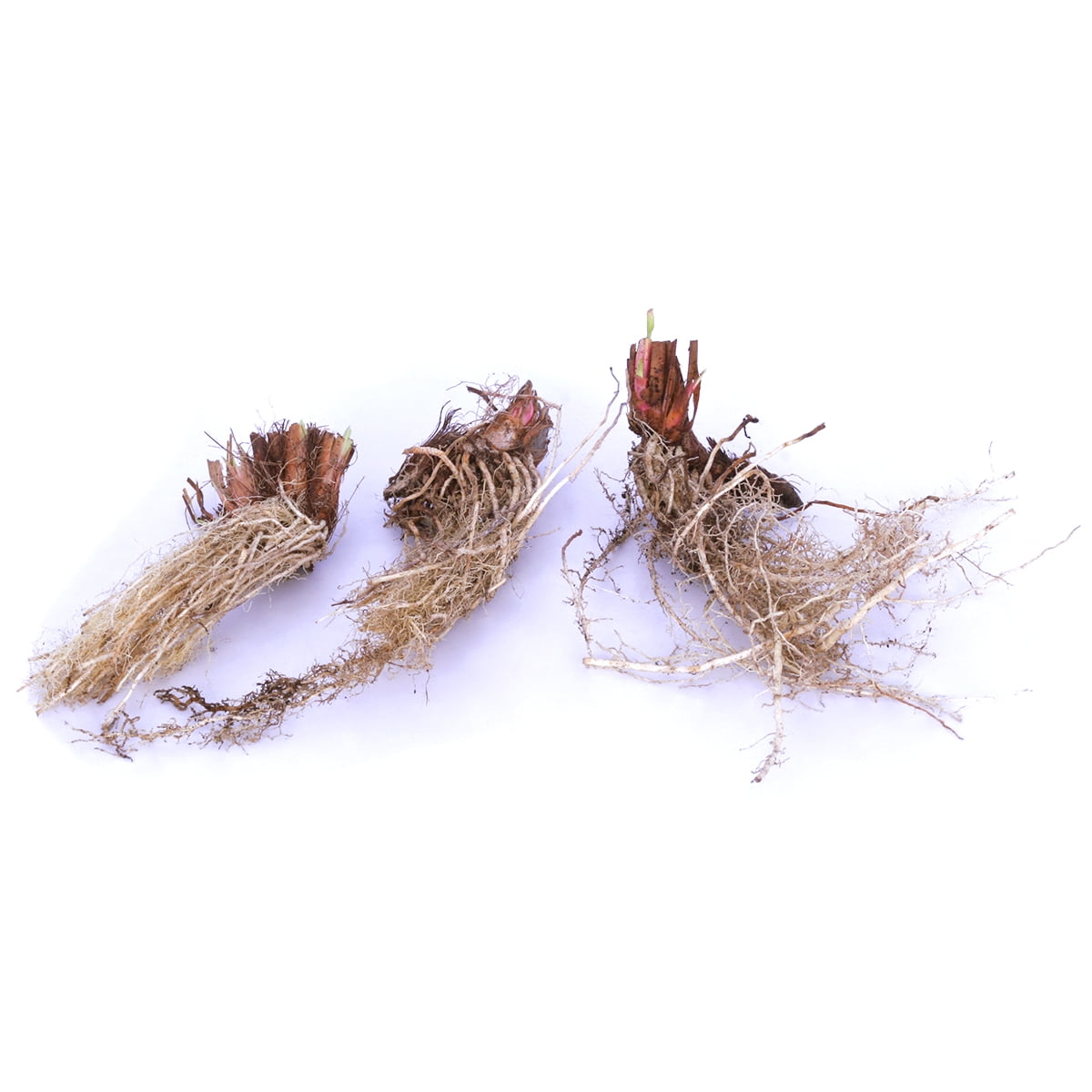 Van Zyverden New & Exclusive Iris Siberica Speciality Mixture 339 Set of 5 Plant Roots Multi-Color Partial Sun