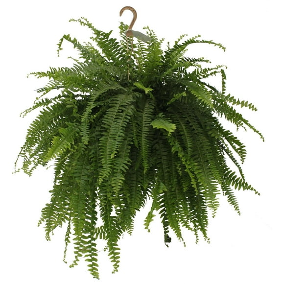 Boston Fern 10in Live Plant Hanging Basket, Boston Fern Hanging Basket - Indoor or Outdoor