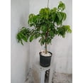 thumbnail image 3 of Sweetheart lychee TREE air layered (3-4 Feet Tall). Ship to all states, 3 of 5