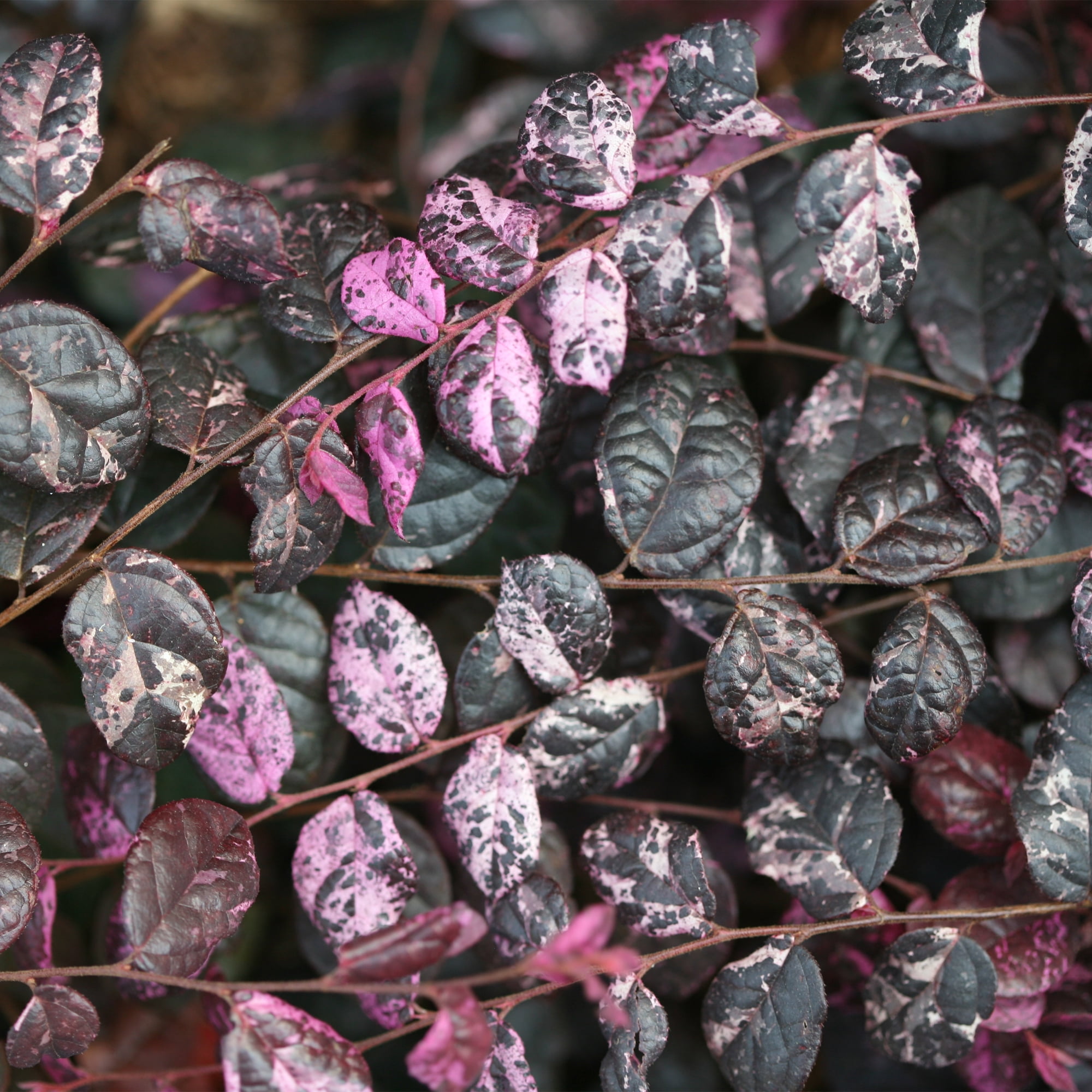Proven Winners ColorChoice Jazz Hands Loropetalum Live Shrub (2 Gallon)