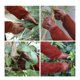 thumbnail image 3 of Guantes de Jardinería de Cuero Transpirable de 11 * 41 cm para Hombres y Mujeres con Guante Antiespinas, Piel de Vacuno de Manga Larga para Jardinero y Granjero (S, Marrón), 3 of 3