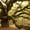 Mossy Ancient Oak Tree, variant on Elephant Stock Oak Wall Art - Horizontal Multi Panel Canvas - Living Room Wall Decor - Floral And Botanical Multi Panel - Brown And Green Decor - 74" x 48"