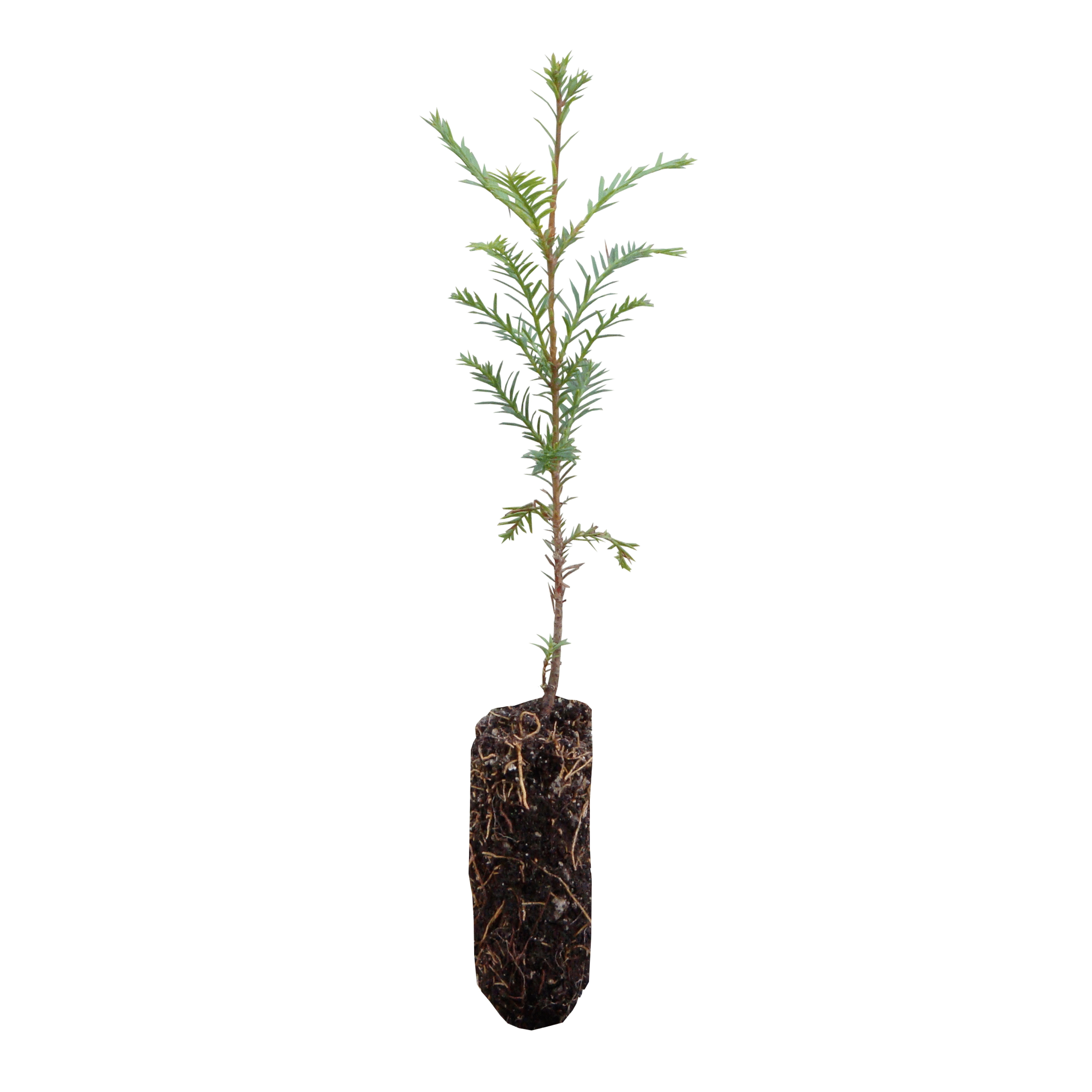 Coast Redwood Medium Tree Seedling The Jonsteen Company