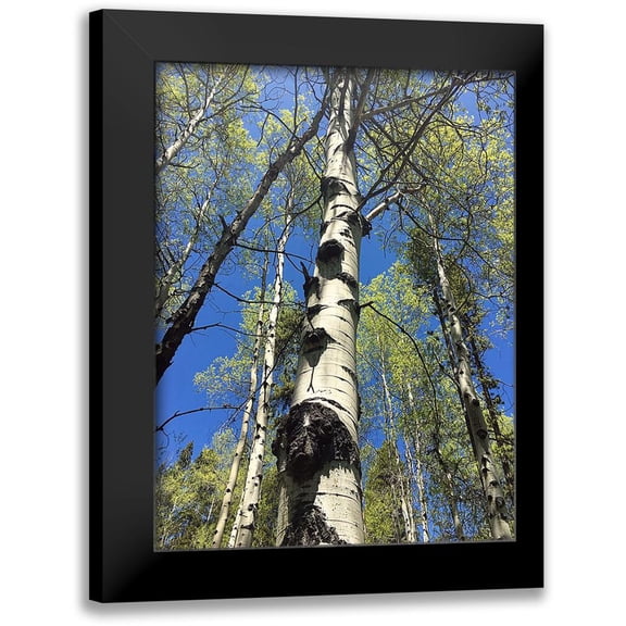 Coppel, Anna 12x14 Black Modern Framed Museum Art Print Titled - Aspens Reaching for the Sky