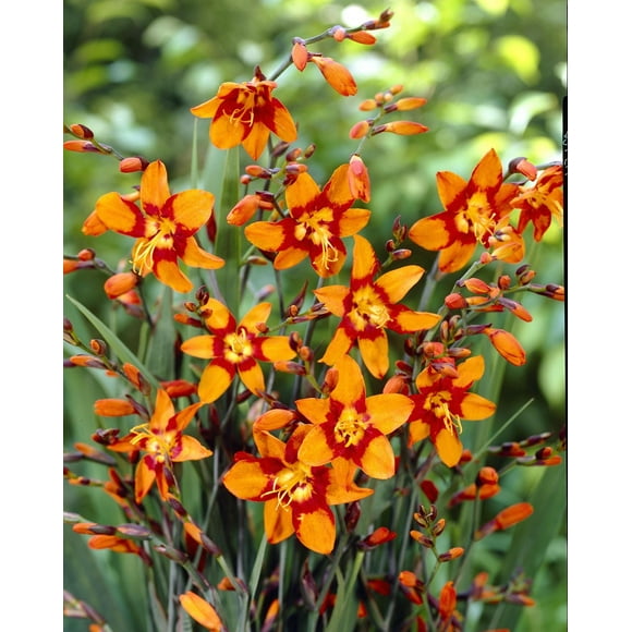 TASC FLOWER BULBS- Crocosmia Emily McKenzie