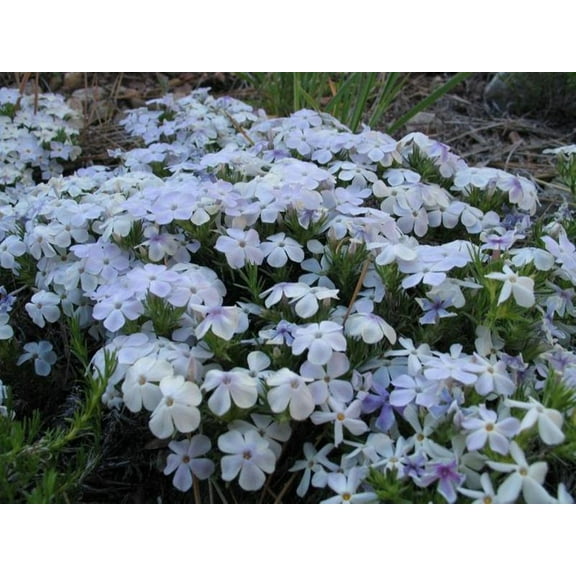 50 Mountain White Phlox Seeds