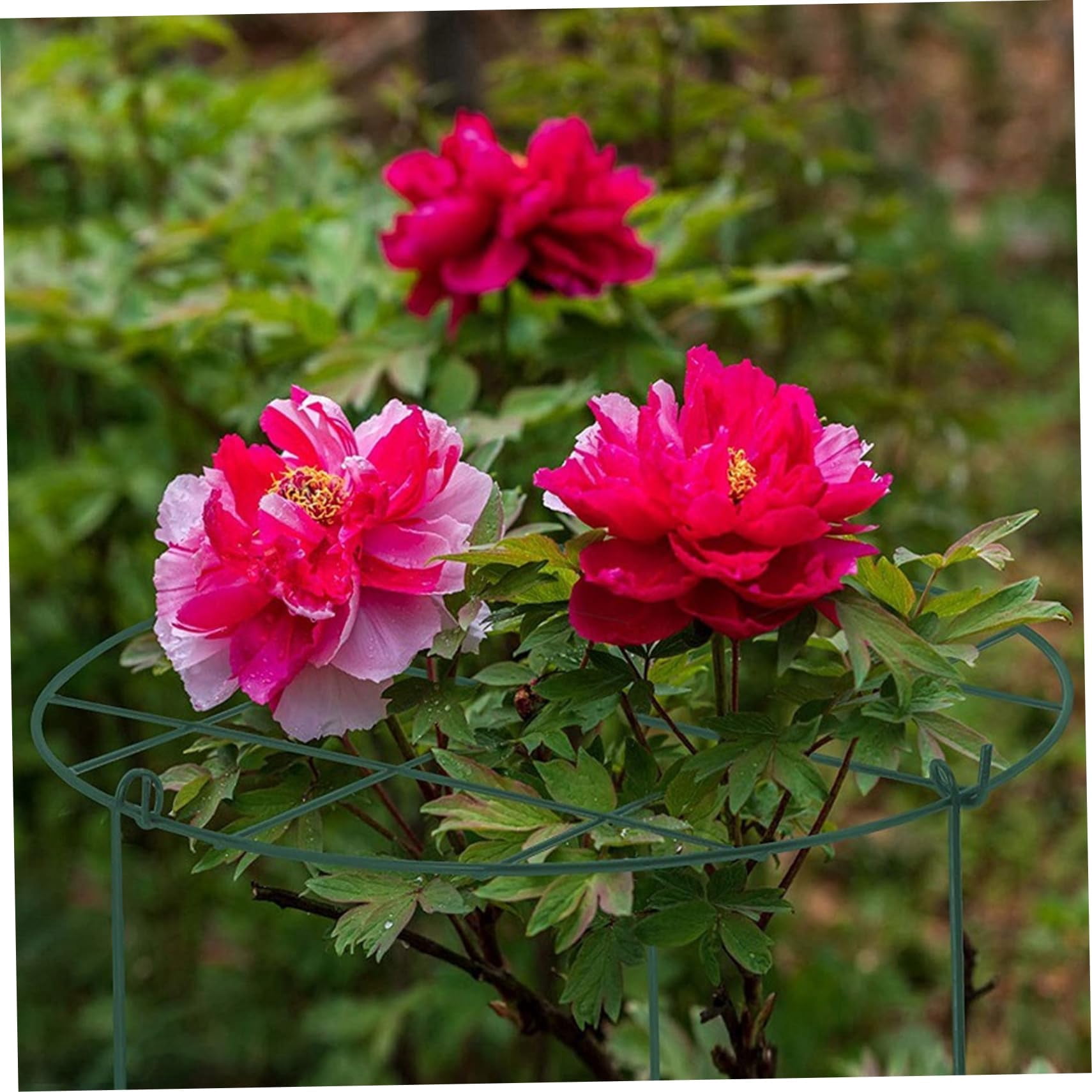 2Pcs Peony Support Cage Grow Through Plant Supports for Rose, Tomato, Orchids Vines(Grid, 11.8 x 15.7inch)