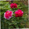thumbnail image 2 of 2Pcs Peony Support Cage Grow Through Plant Supports for Rose, Tomato, Orchids Vines(Grid, 11.8 x 15.7inch), 2 of 6