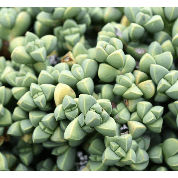 Ice Plant Live for Planting - Corpuscularia Lehmannii Plant - Rare Succulent - 4 Inch Pot