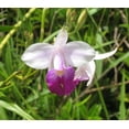 thumbnail image 7 of Pink Live Bamboo Orchid Plant Roots 1 Pk (2 Roots 2"-4" Long) Partial Shade, 7 of 7
