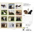 thumbnail image 2 of LABRADOR RETRIEVERS THE BEAUTY OF 2024 D, 2 of 8