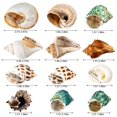 thumbnail image 3 of Caracolas de mar naturales WedoSoy con forma de conchas de cangrejo ermitaño, 12 unidades, de 4 a 8 cm, 3 of 6