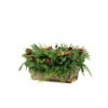 Better Homes & Gardens 10-inch Yule Log with Fresh Evergreens, Birch Log