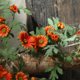 thumbnail image 4 of Enredadera de pared de margarita artificial – 68,9 pulgadas de vegetación sintética, guirnalda decorativa de flores de plástico para salón, decoración interior de pared, aspecto fresco, cuidado fácil, 4 of 6