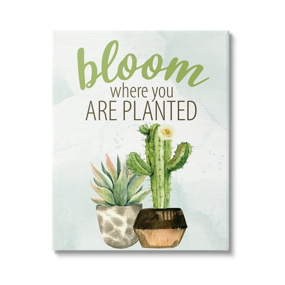 Stupell Industries Bloom Where You Are Planted Cactus Succulent Graphic Art Gallery Wrapped Canvas Print Wall Art, Design by Kim Allen