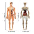thumbnail image 5 of Human Body Structure Model, DIY Assembled Human Torso Skeleton Anatomy Figure Science Teaching Model STEM Toys for Kids, 5 of 5