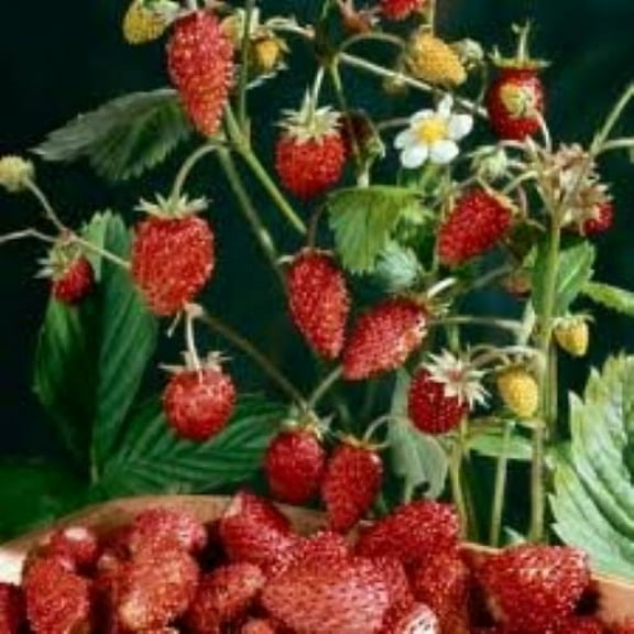 Strawberry Alpine Mignonette BULK 1,000 Seeds Great Heirloom Vegetable