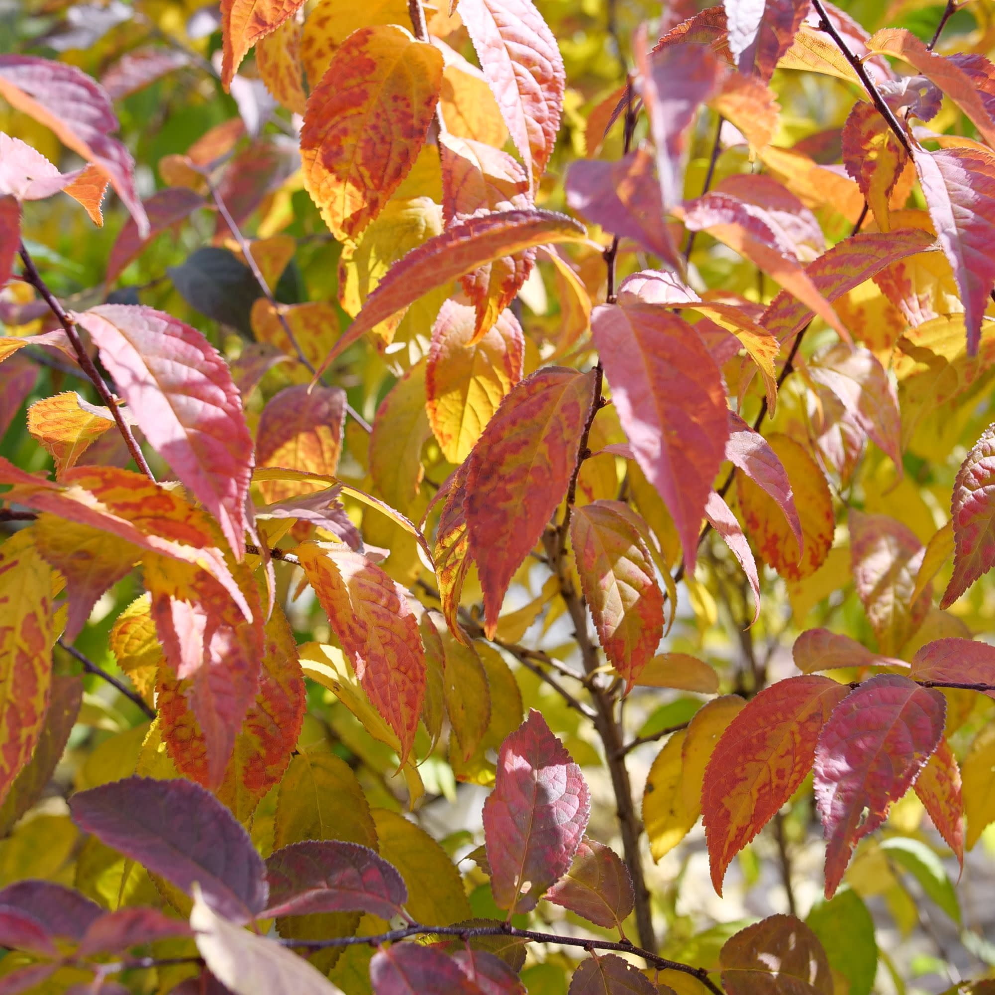 Proven Winners ColorChoice 5" Easy As Pie Bush Cherry Live Plant in 4.5" Pot (4 Count)