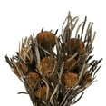thumbnail image 2 of Vickerman 12" Autumn Banksia Foliage & Flowers-Preserved, 4 oz Bundle, 2 of 6