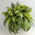 thumbnail image 3 of Planta de helecho persa artificial - seda y plástico sintético para decoración del hogar - Plantas artificiales interiores y exteriores - 1 paquete de hojas sintéticas verdes, 3 of 9
