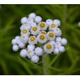 thumbnail image 4 of 40 Pearly Everlasting Wildflower Seeds for Planting - Anaphalis margaritacea, 4 of 5
