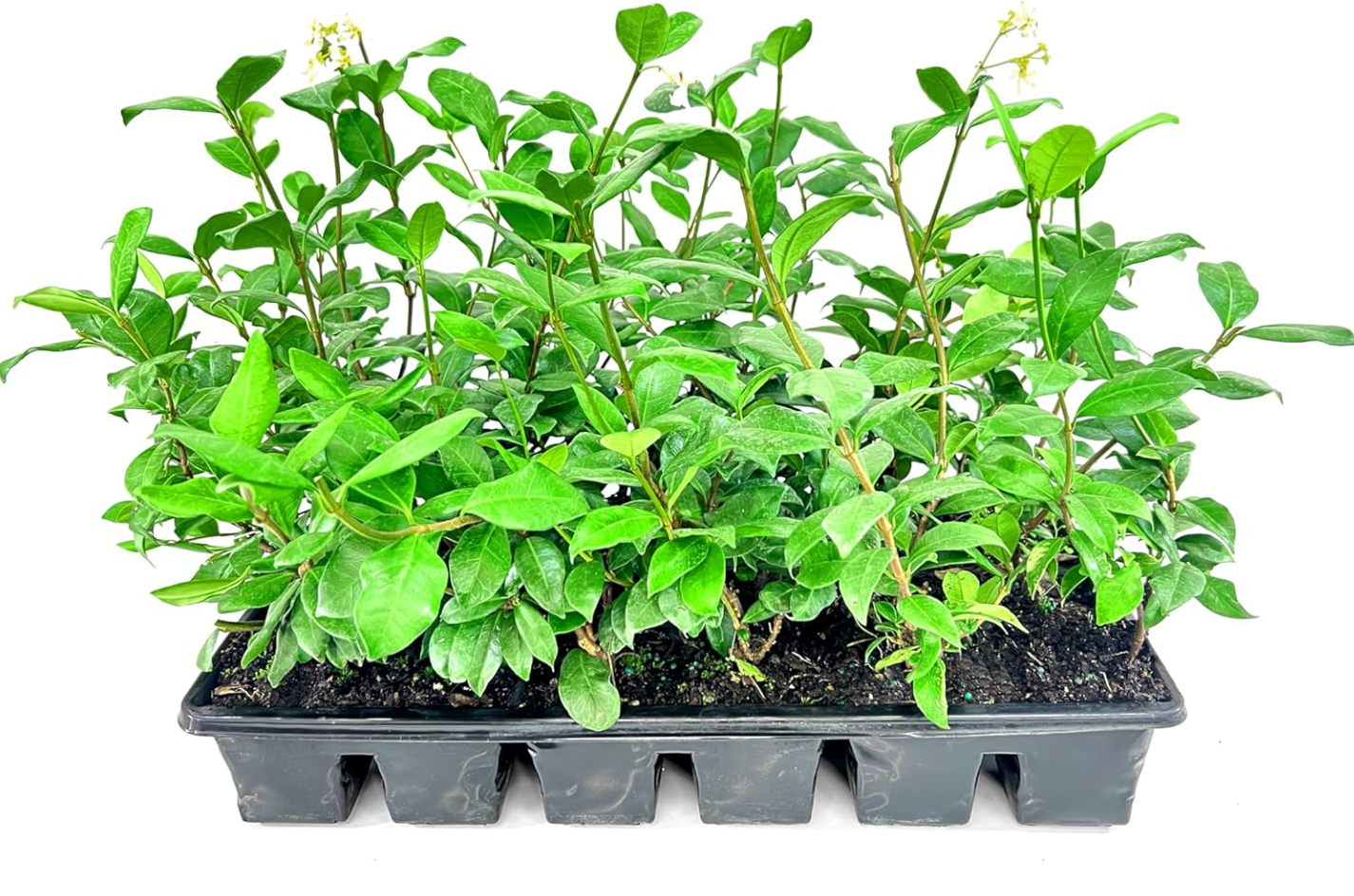 Green Confederate Star Jasmine Live Plant, White Jasmine Plant, Jasmine Plant Live, 4 to 6 Inch Tall, Ship No Pot