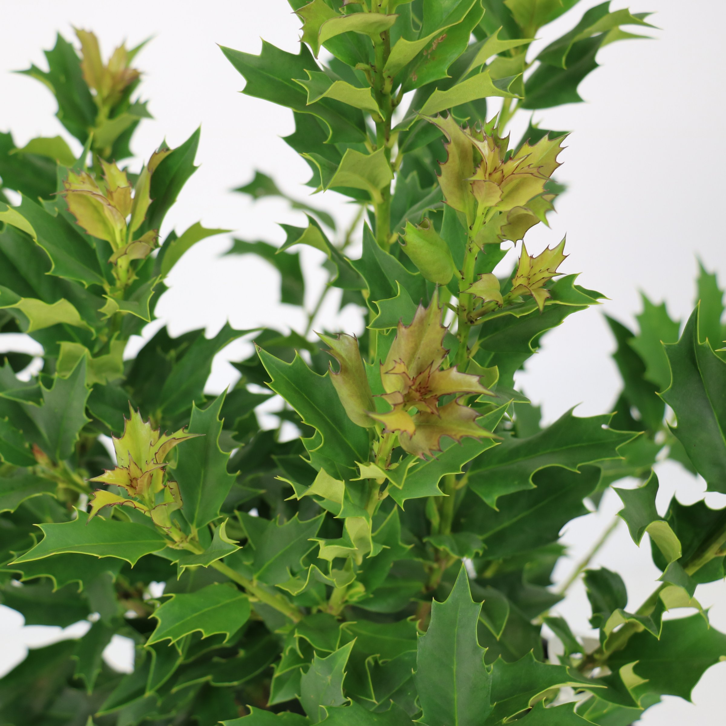 National Plant Network 3 gal. Ilex Green Flame Shrub