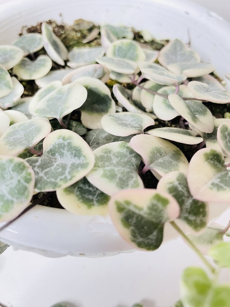 Variegated String of Hearts Succulent - Live Air-Purifying Indoor Plant in Nursery Pot – Easy Care, Low Maintenance Houseplant for Home & Office Decor, Natural Air Cleaner, Best for Beginners (4"Pot)