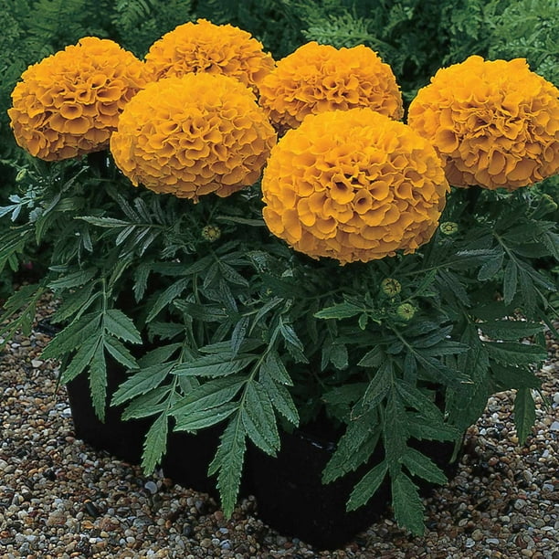 African Marigold Flower Garden Seeds Antigua Series F1 Orange 100 Seeds Annual Flower Gardening Seeds etes Erecta Walmart Com Walmart Com