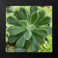 thumbnail image 2 of Prime, Marcus 12x12 Black Modern Framed Museum Art Print Titled - Adored Succulents 4, 2 of 5