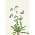 thumbnail image 2 of Mary Vaux Walcott 14x18 Black Ornate Wood Framed Double Matted Museum Art Print Titled - Alpine Forget-Me-Not. Myosotis Alpestris (1925), 2 of 5