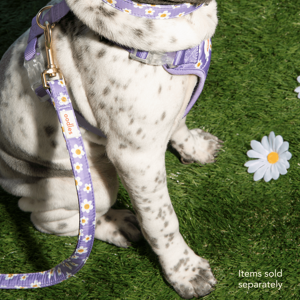 Oodles Floral Smiley Dog Walking 3 Piece Set, Medium