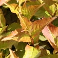 thumbnail image 3 of Proven Winners ColorChoice 5" Kodiak Spiced Bush Honeysuckle Live Plant in 4.5" Pot (4 Count), 3 of 6