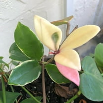 Hoya Krimson Queen-Variegated Wax Plant-Trailing Indoor Plant 6" Pot