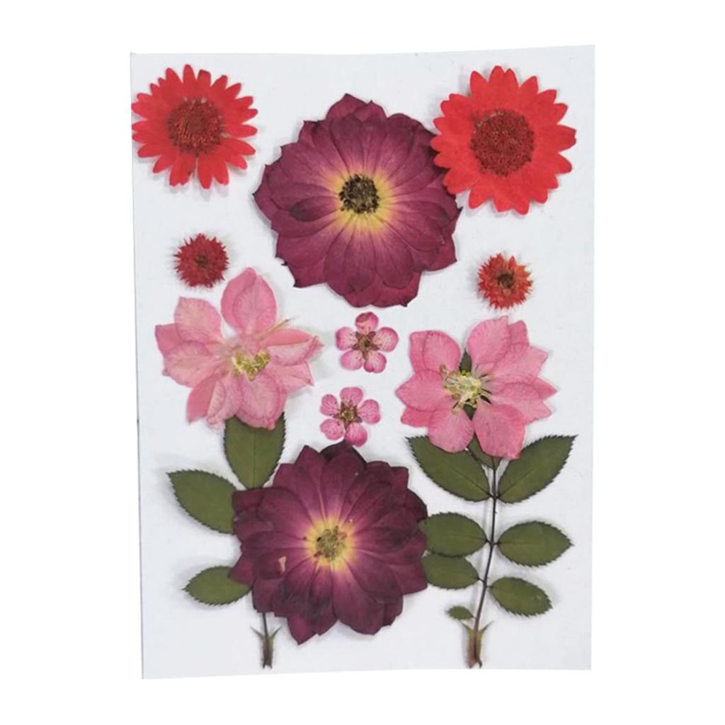 FVDPWYE 6Pcs Real Pressed Dried Flower Leaves for DIY Scrapbooking CardMaking Art Crafts