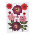 thumbnail image 1 of Hojas de flores secas y prensadas naturales para hacer adornos, manualidades y joyas con resina. Crisantemo De Cristal Rojo, 1 of 9