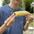thumbnail image 6 of Outset Frenchie Corn Holders, Set of 4 Pairs, 1” x 2.25” x 1.75” French Bulldog Corn on the Cob Handles, 6 of 7