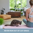 thumbnail image 4 of The Cat Ladies Organic Cat Grass Kit 3 Count, BPA-Free Pots with Locally Sourced Seeds, Easy to Grow and Pet Safe, 4 of 7