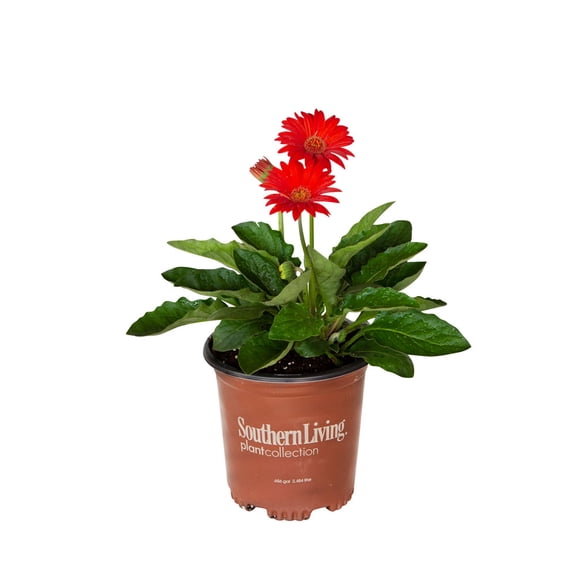 Southern Living Red Garden Jewels Gerber Daisy Live Shrub in 2.5-Quart Grower Pot