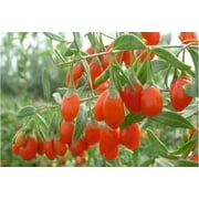 Goji Berry ( Lycium ) - Live Plant - ( 1 QT ) Also Known as Wolfberry or Super Fruit